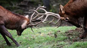 Reduce Workplace Conflict with Observations Instead of Judgements